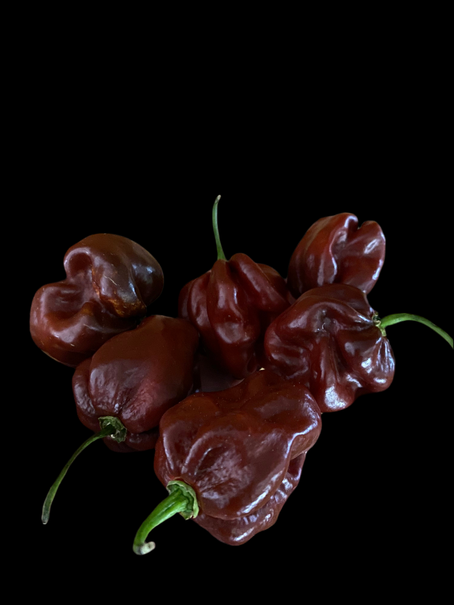 Chocolate Scotch Bonnet