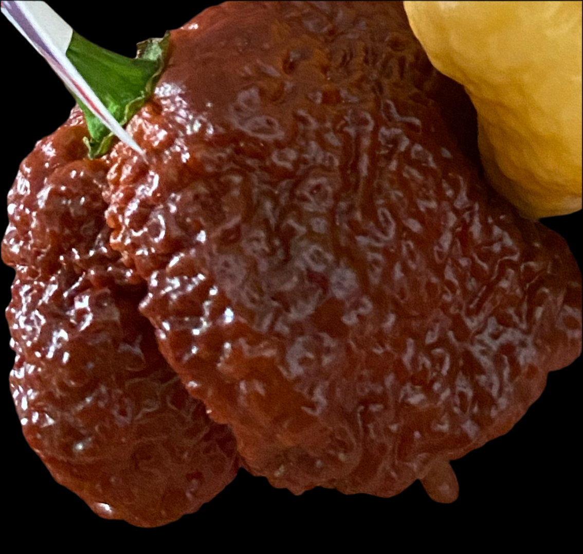 Caramel Primo CB7PY