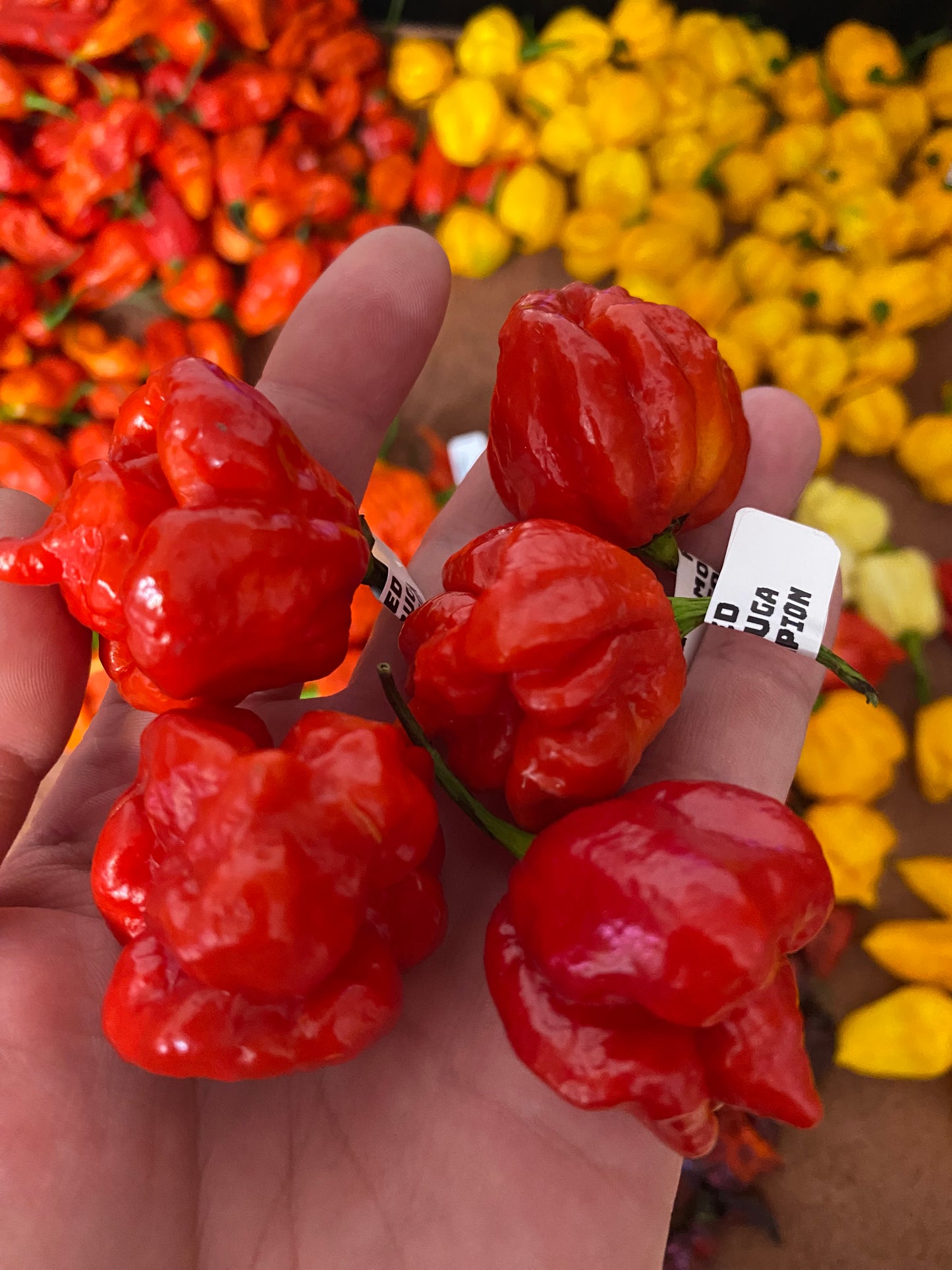 Red Moruga Scorpion