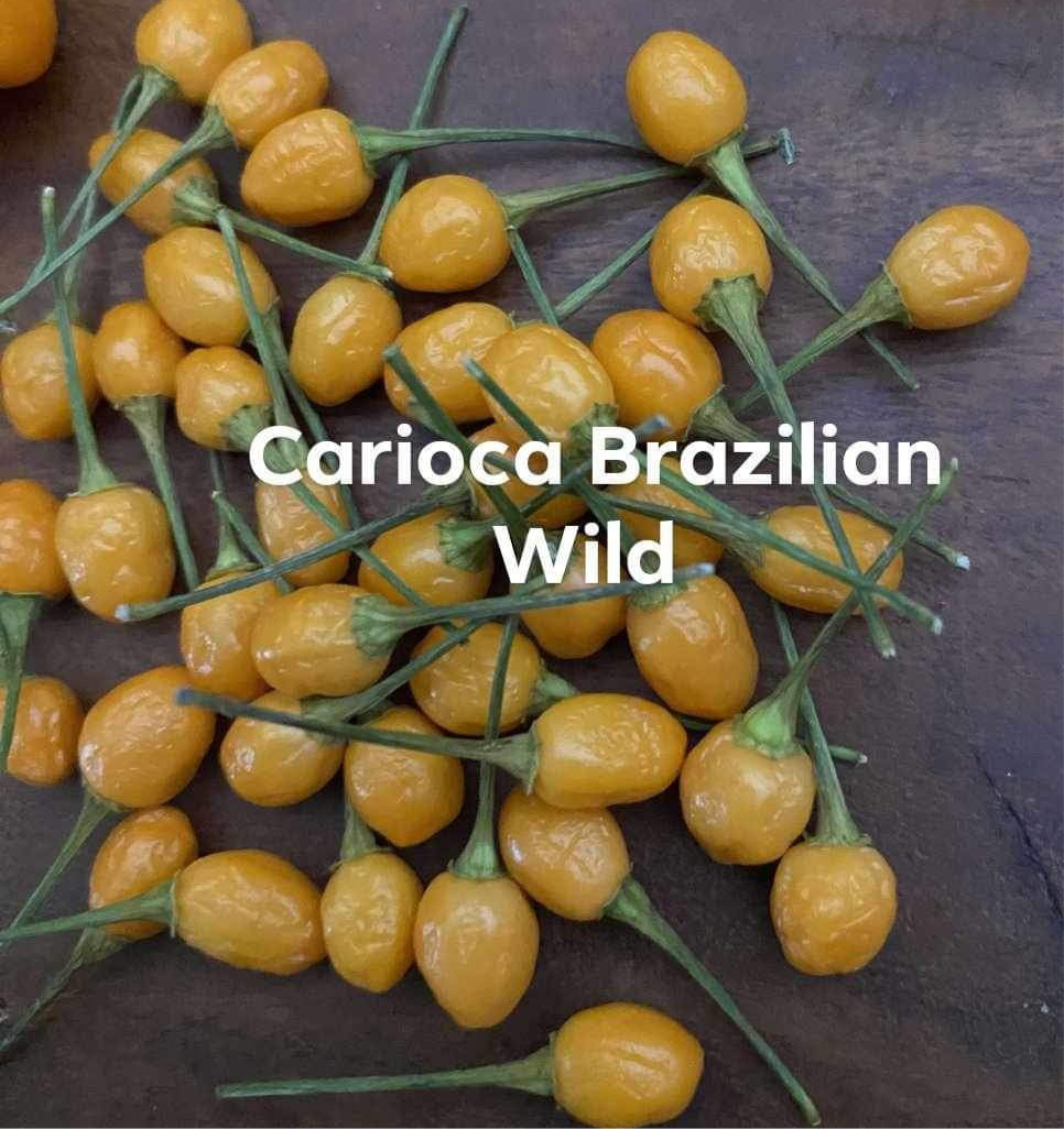 Carioca Orange Brazilian Wild