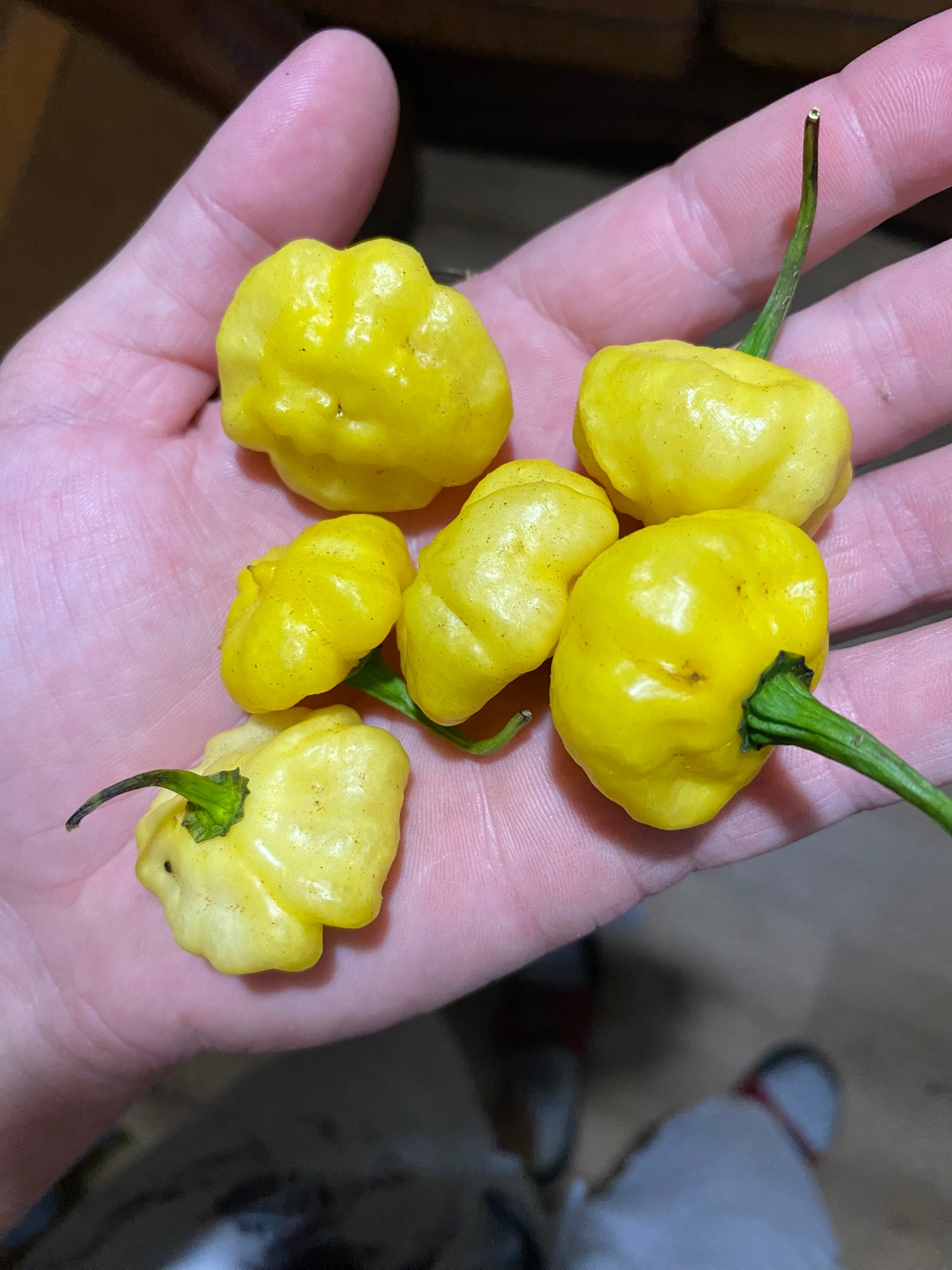 Lemon Starrburst