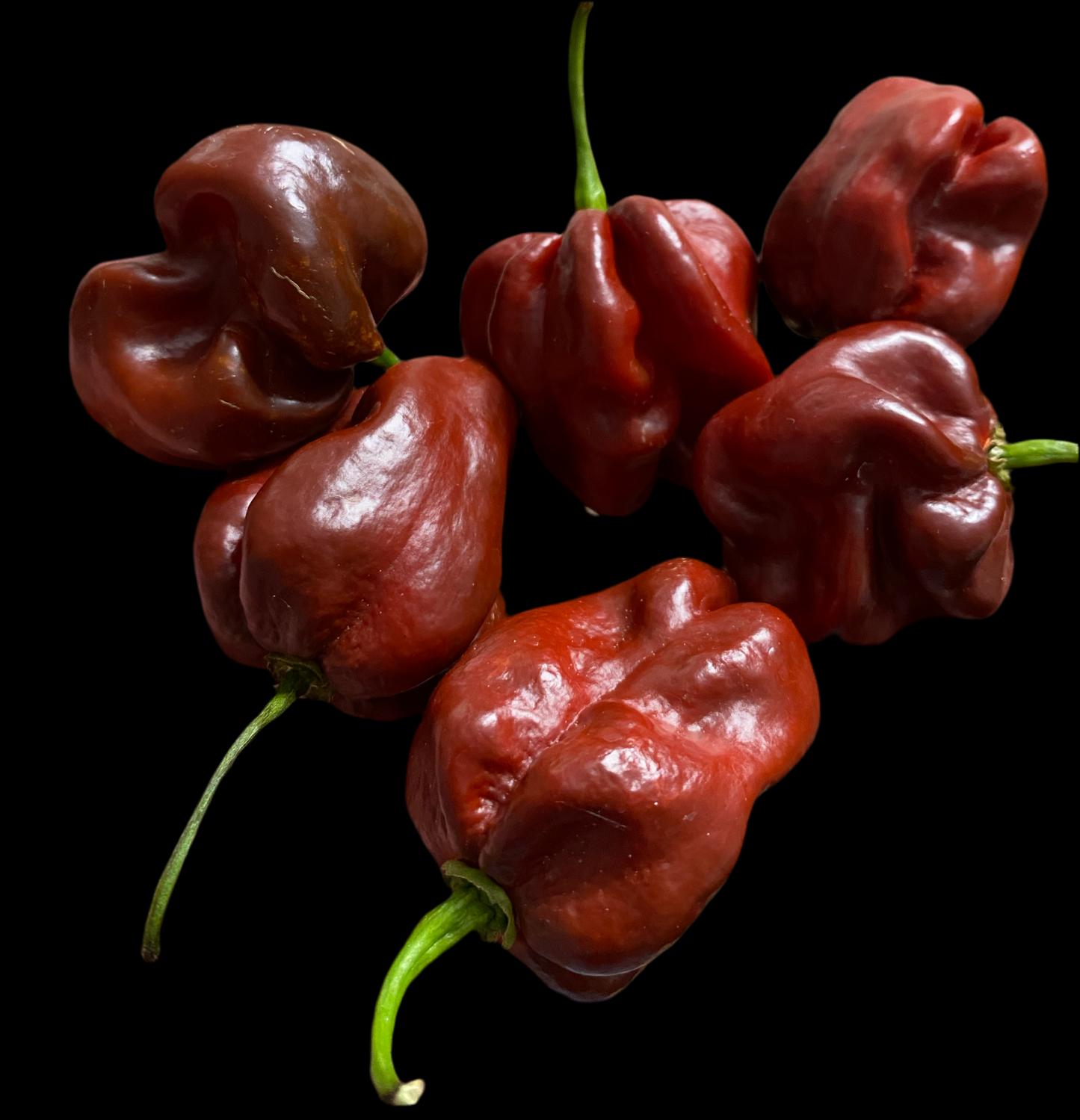 Jamaican Chocolate Scotch Bonnet