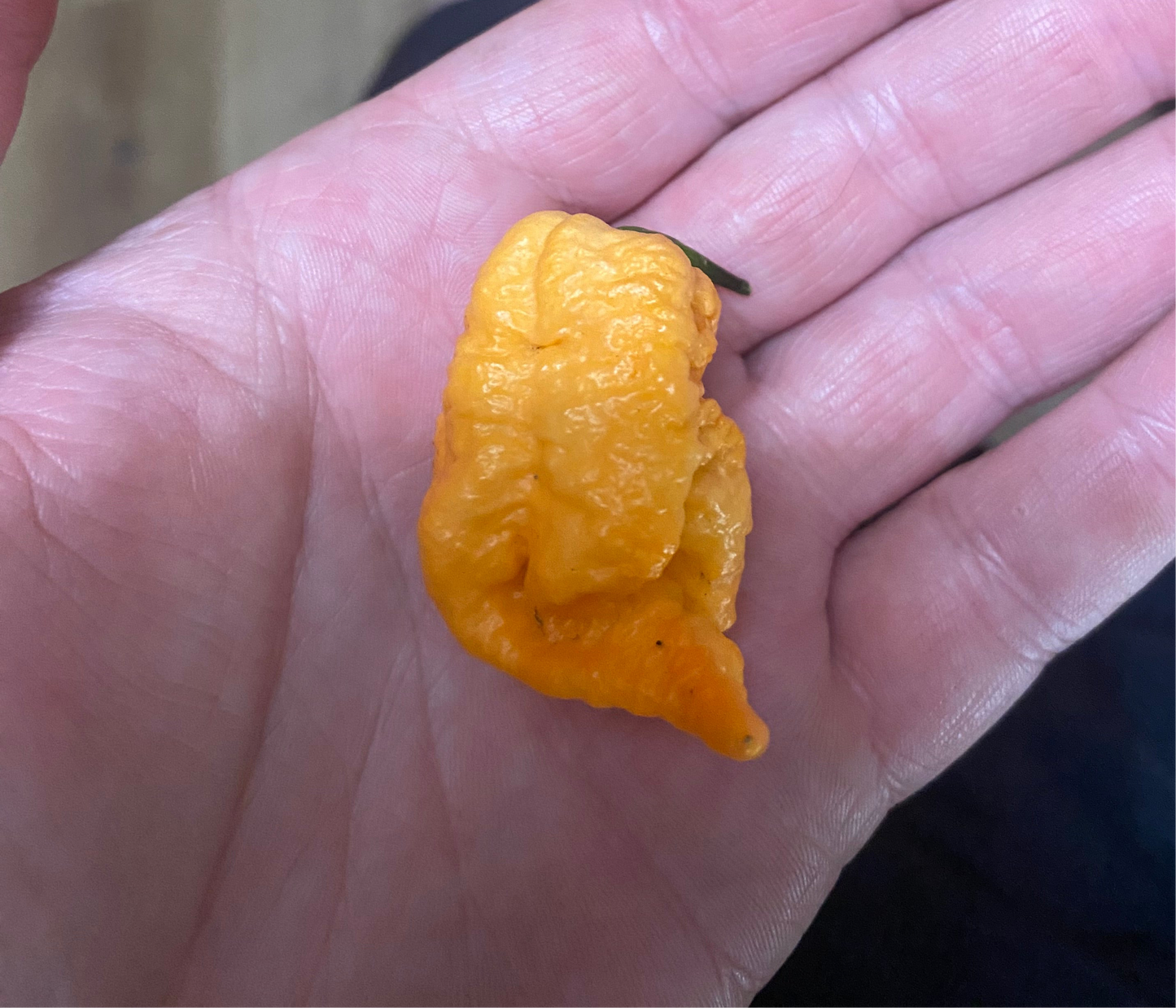 Reaper of Death Orange