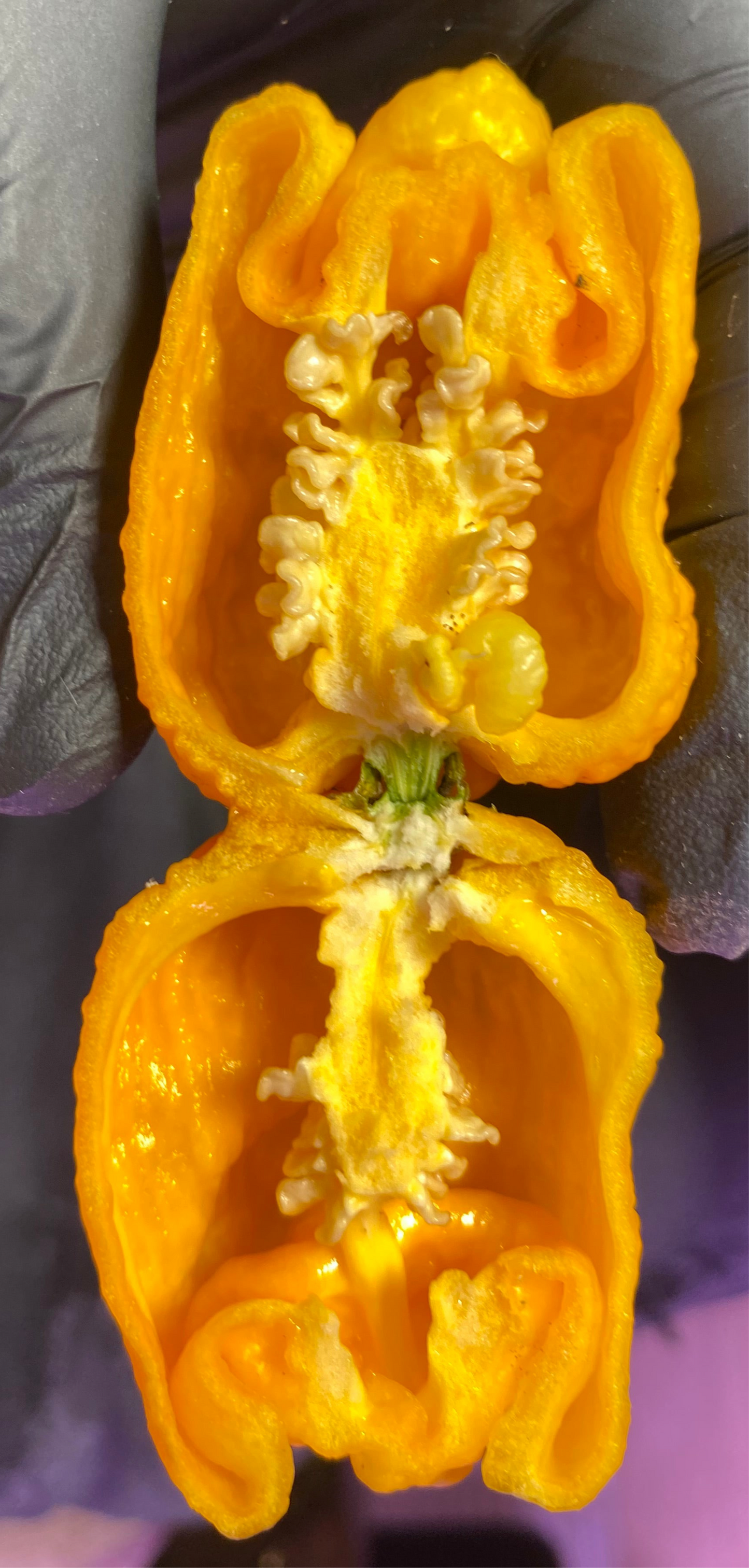 Yellow Reaper