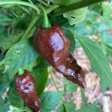 Chocolate devils tongue