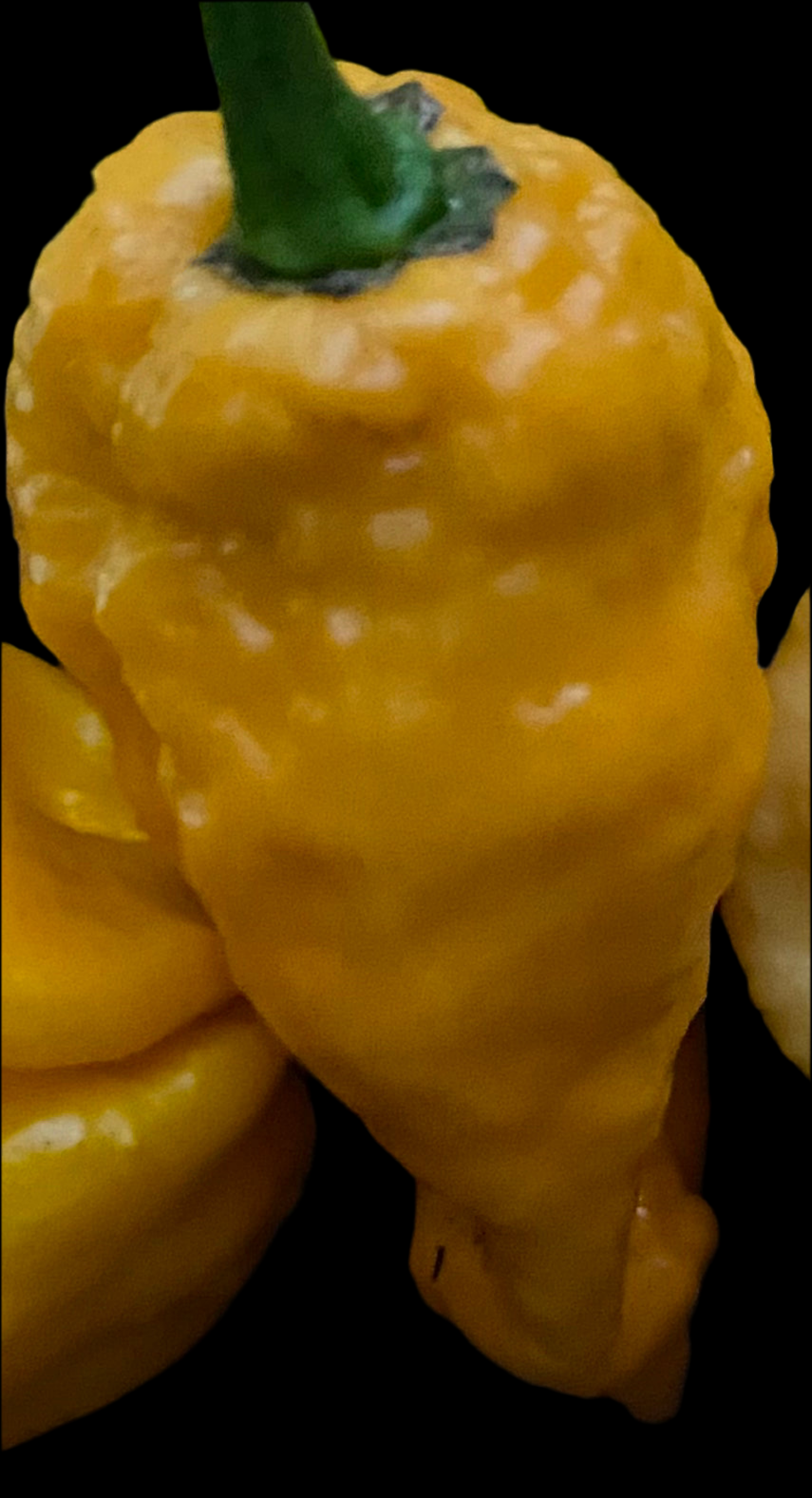 Bubblegum 7 Smooth