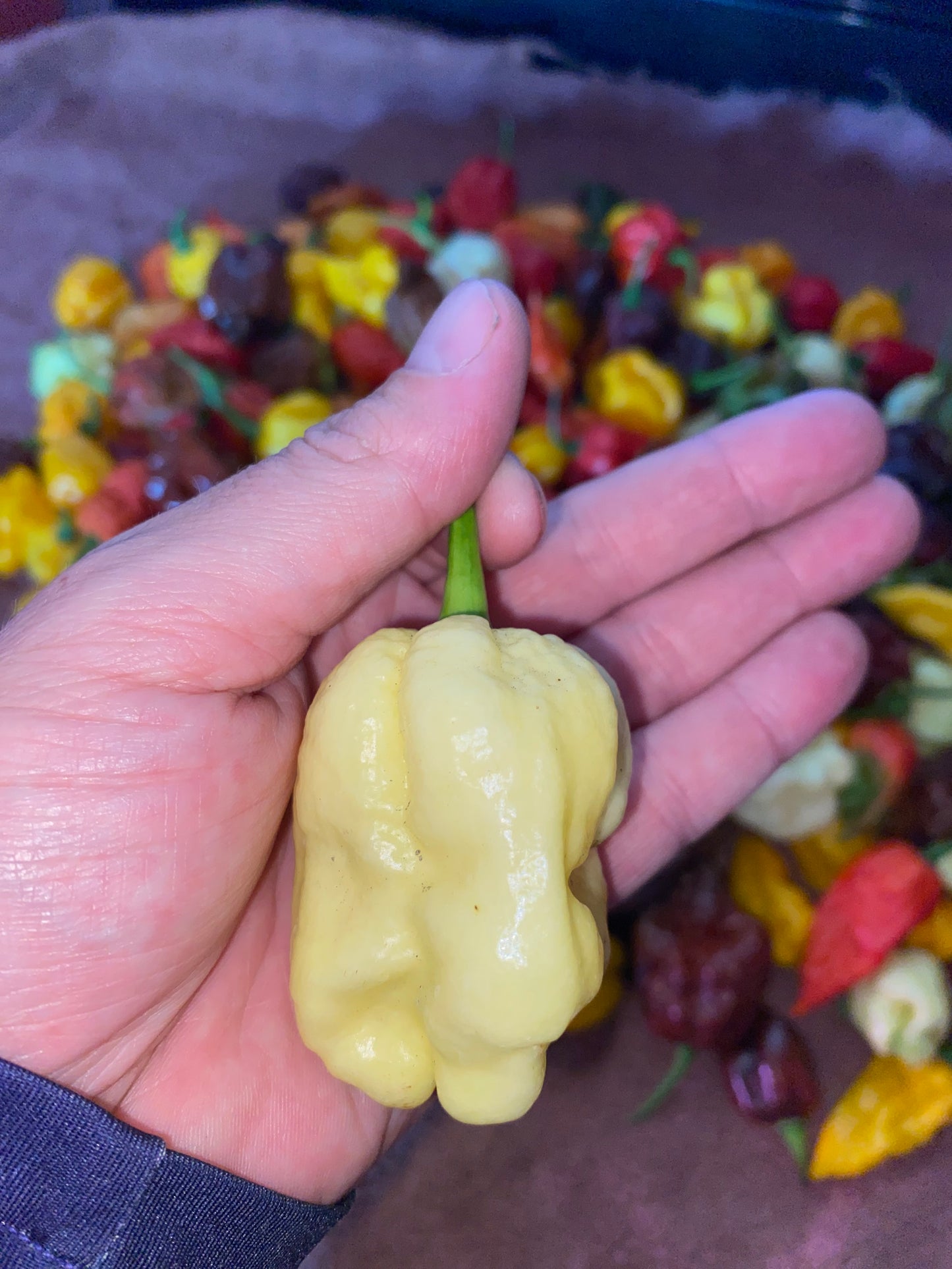 White Moruga Scorpion