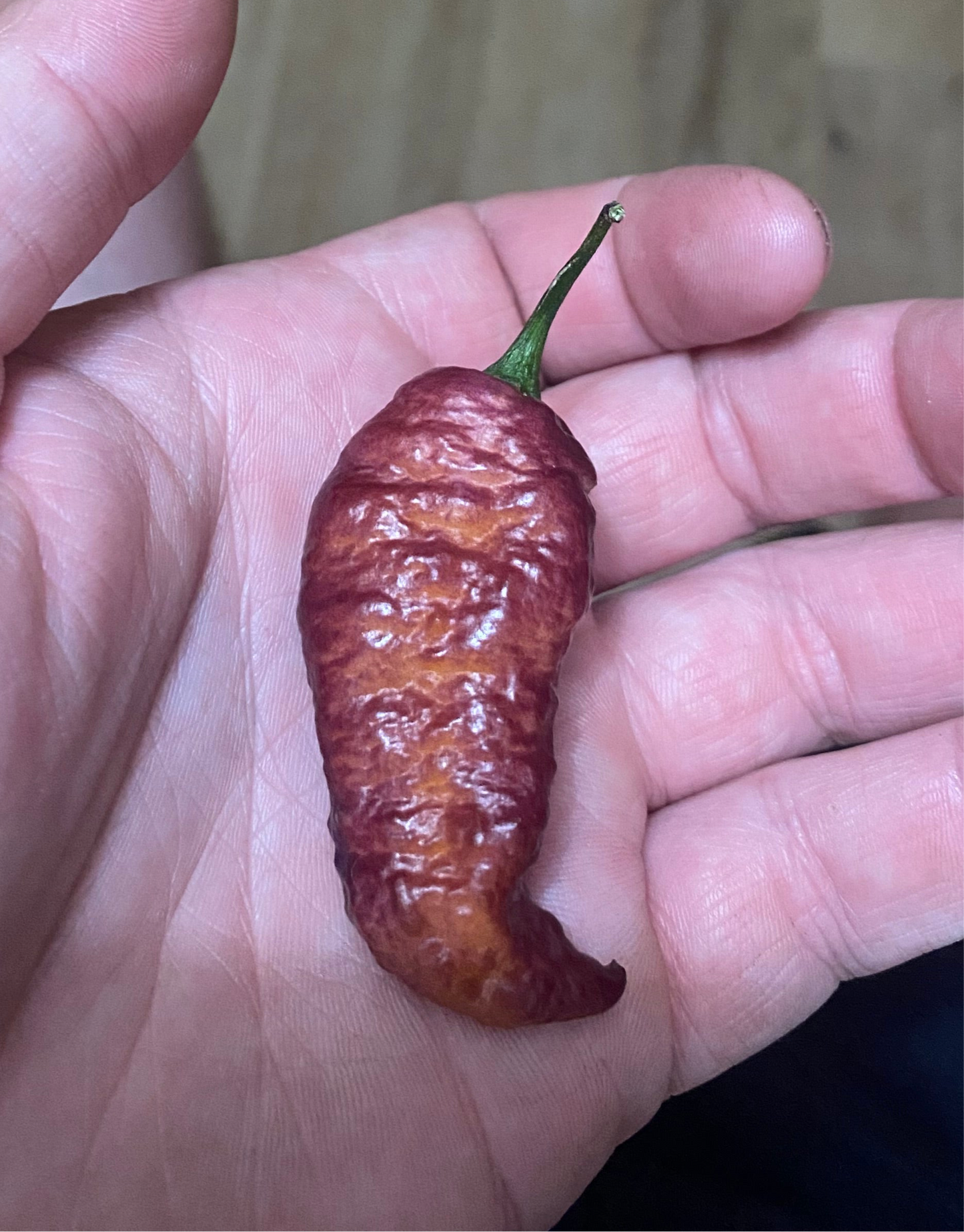 Pink Tiger X Peach Bhut