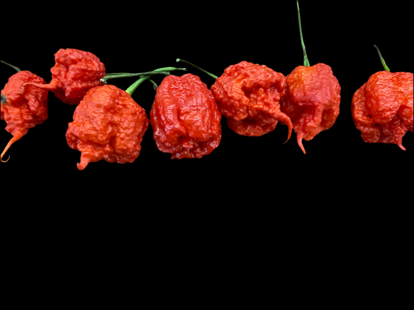 7 Pot Primo