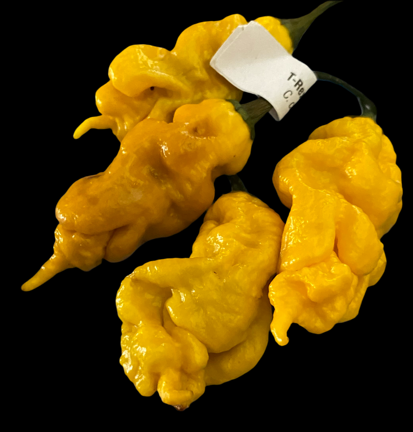 Yellow TRex