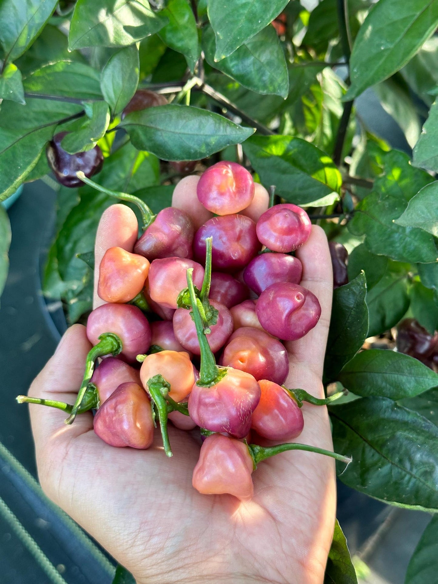 Chiero roxa