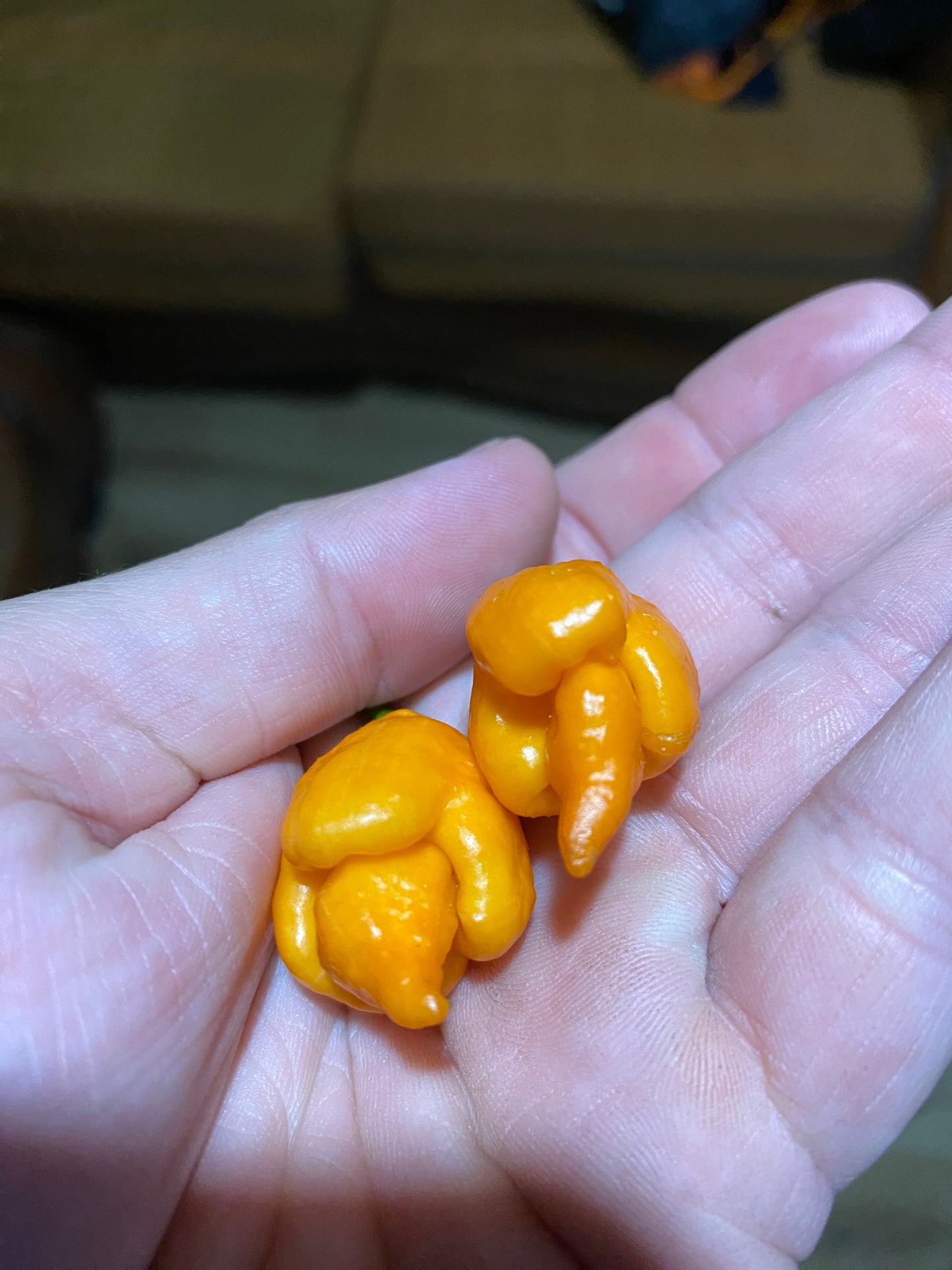 Orange Rhino