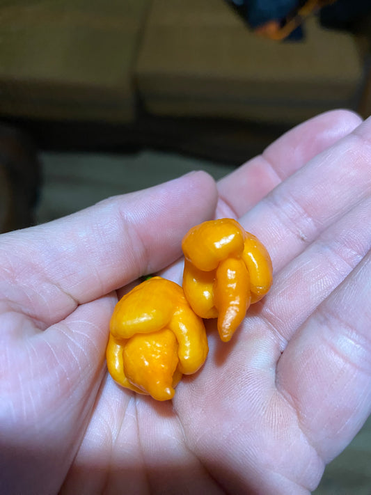 Orange Rhino