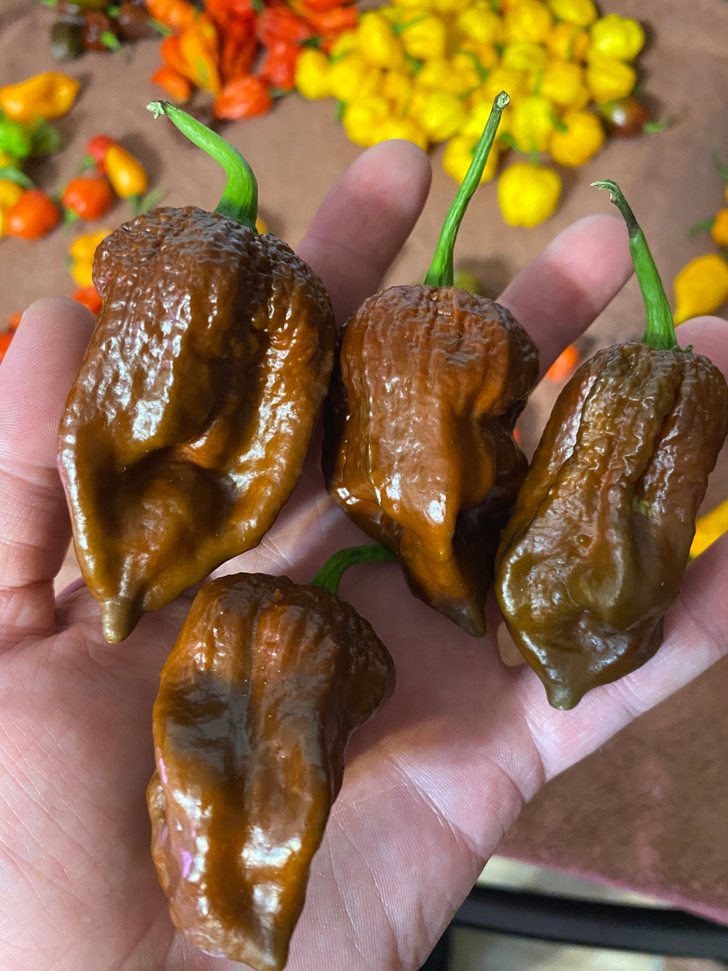 Chocolate Ghost (Super Hot)