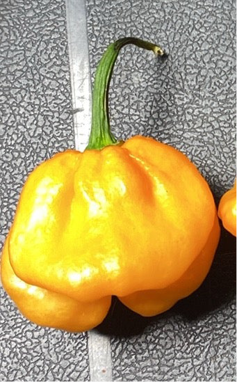 Bahamian Goat Habanero