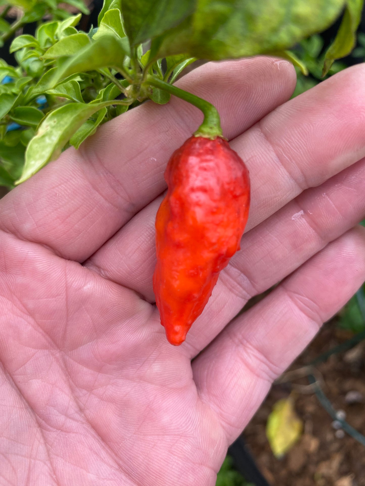 Red Ghost Pepper