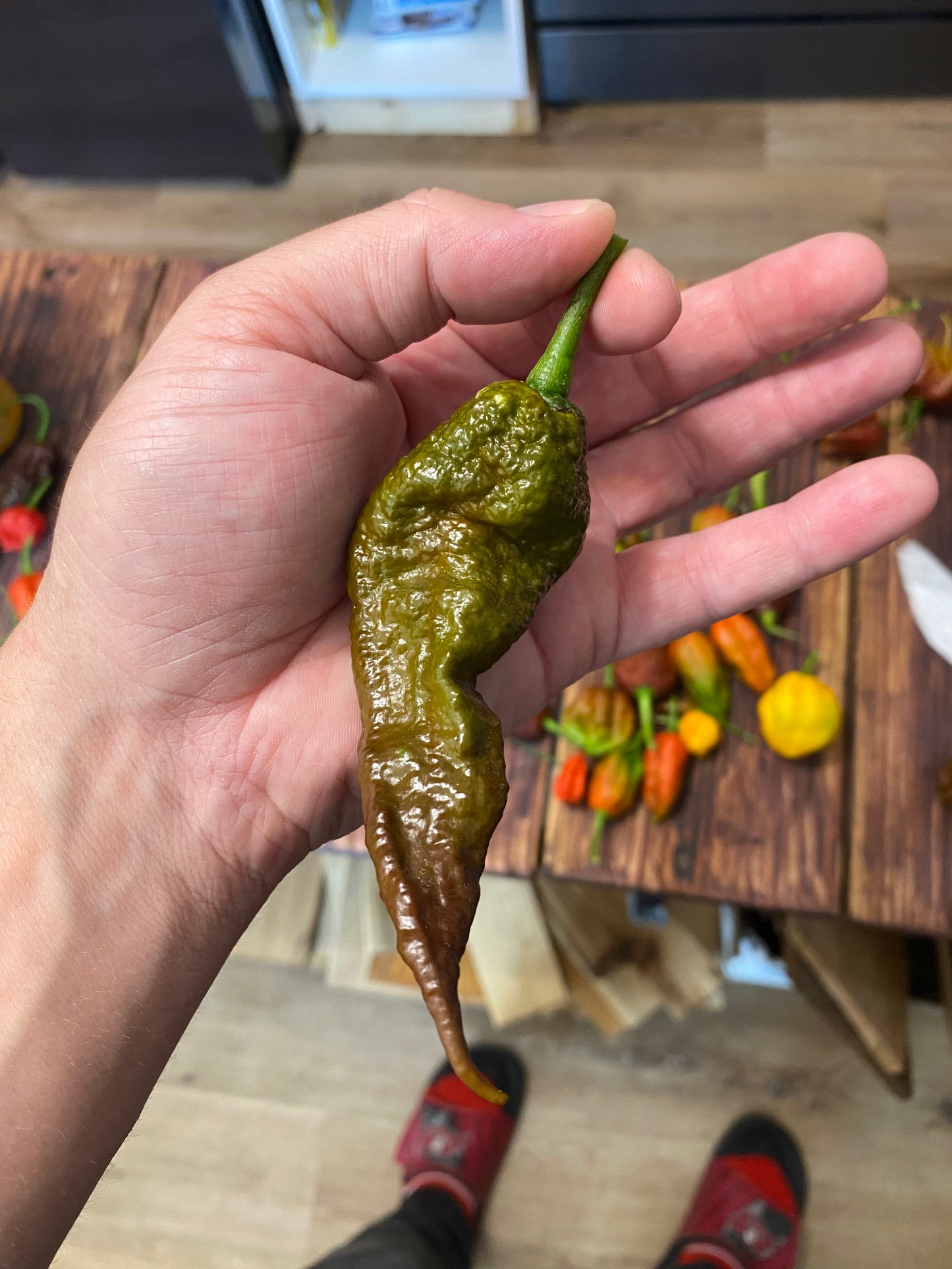 Chocolate Primotalii