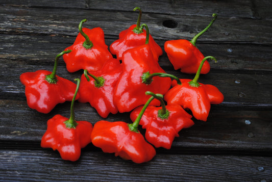 Aji Brazilian Orchid