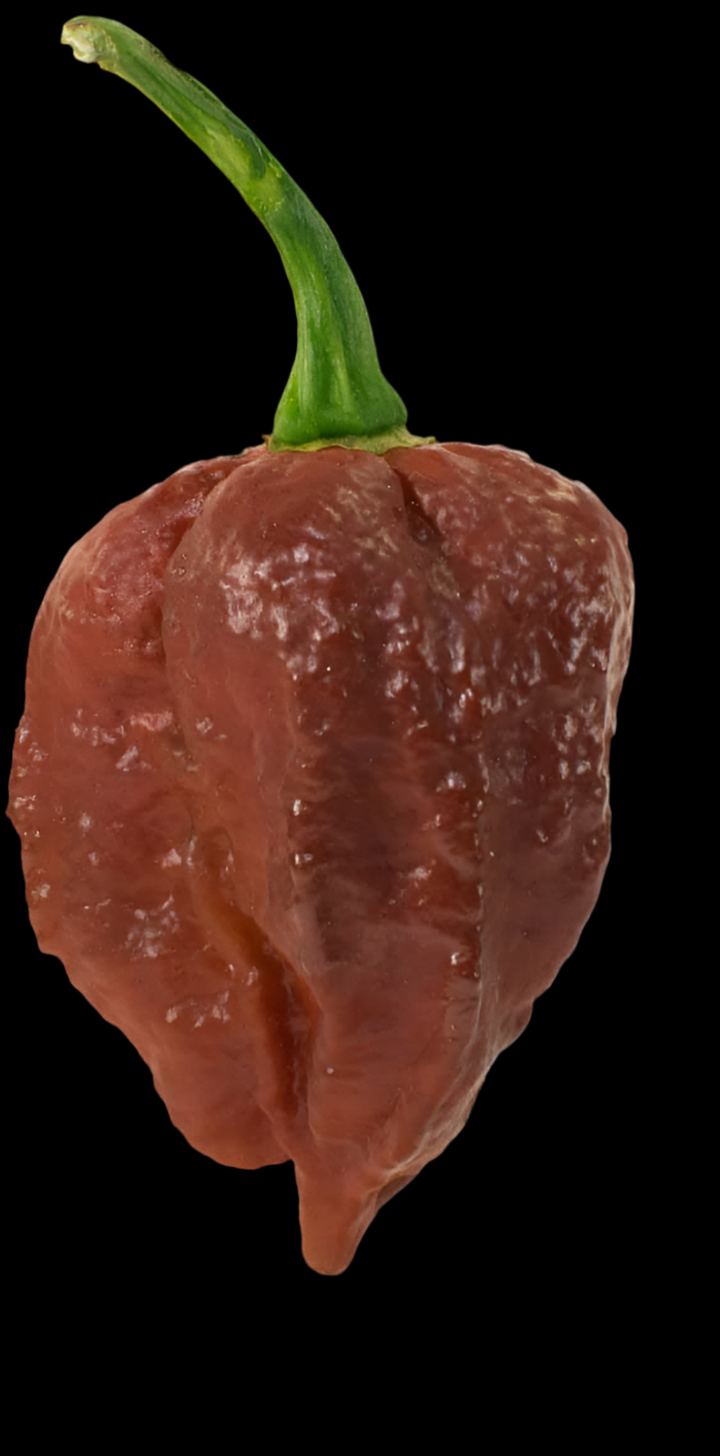 Chocolate Naga Brains