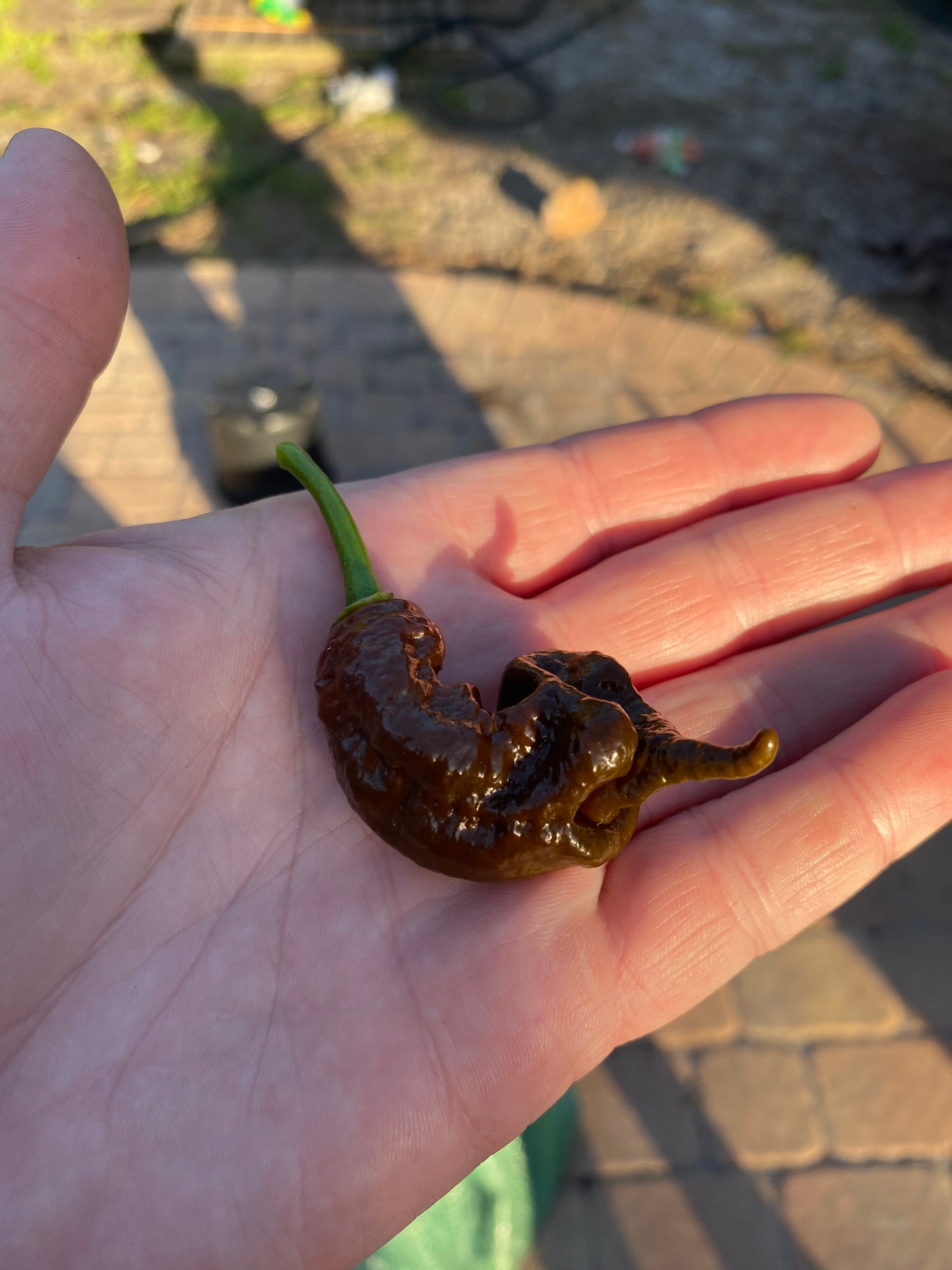 Chocolate Primotalii