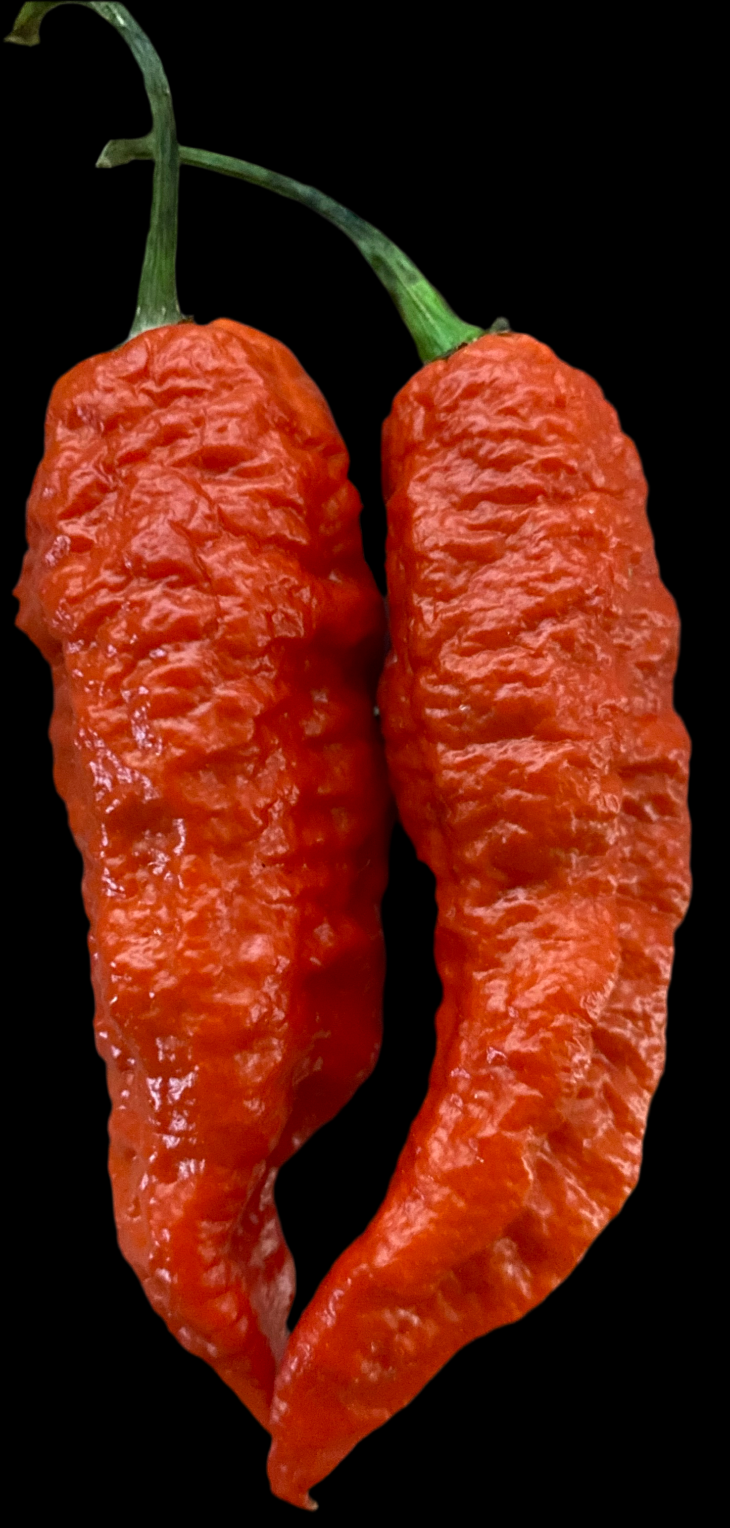 Why Not Red