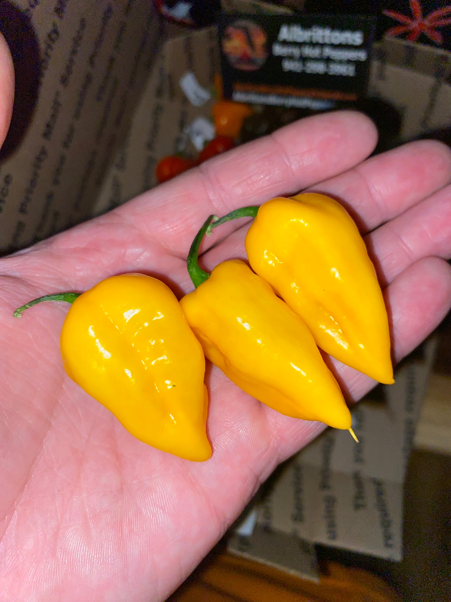 Yellow Komodo dragon