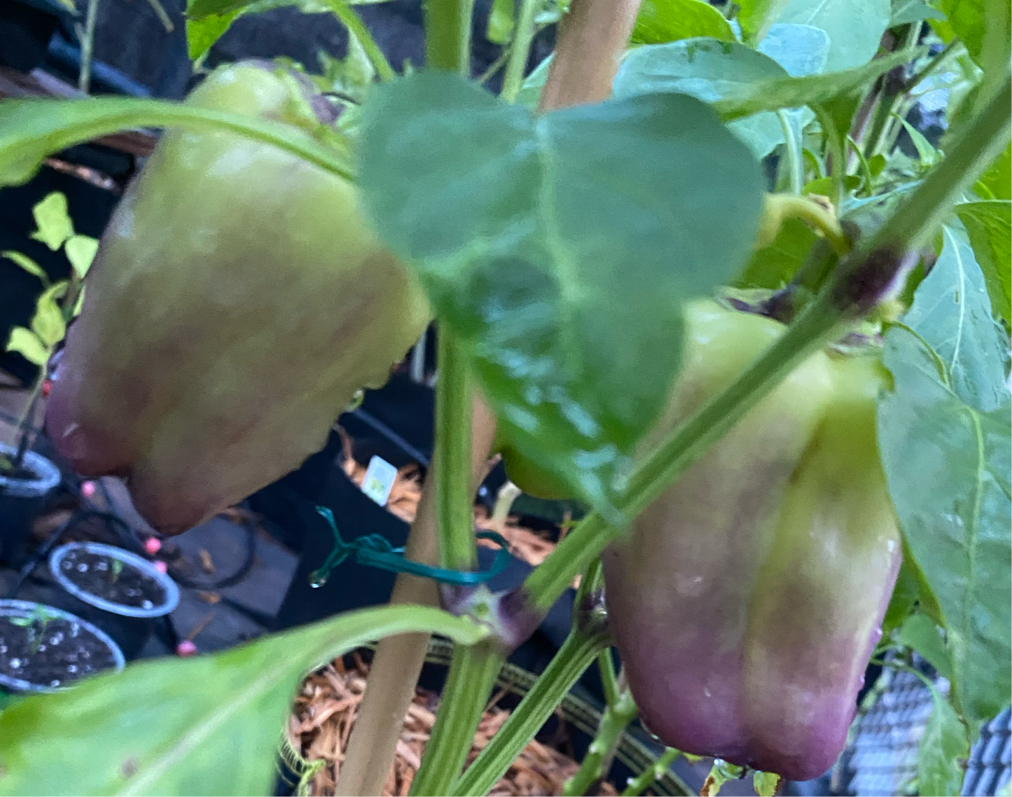 Lilac Purple Bell Pepper