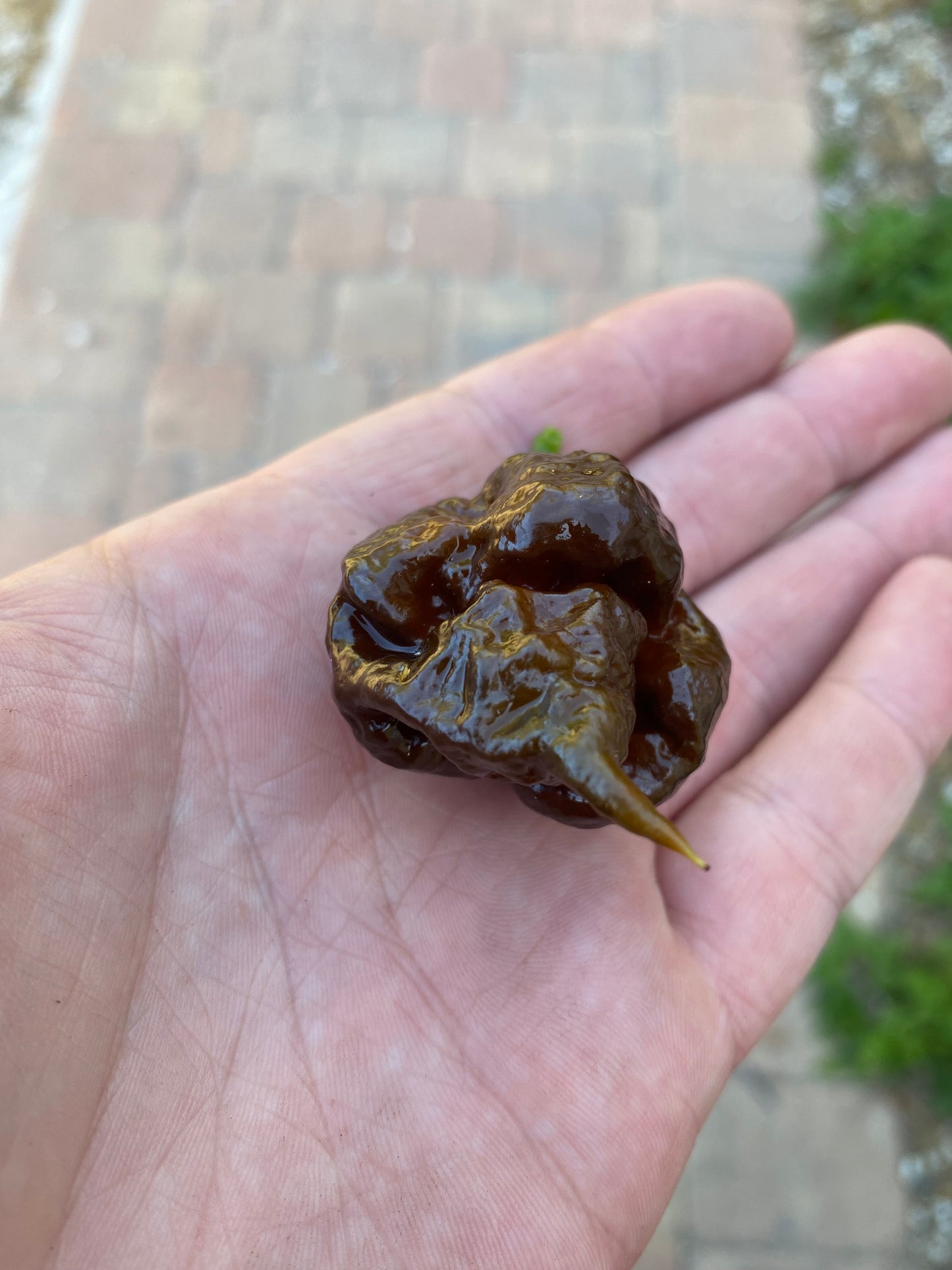 Chocolate 7pot primo