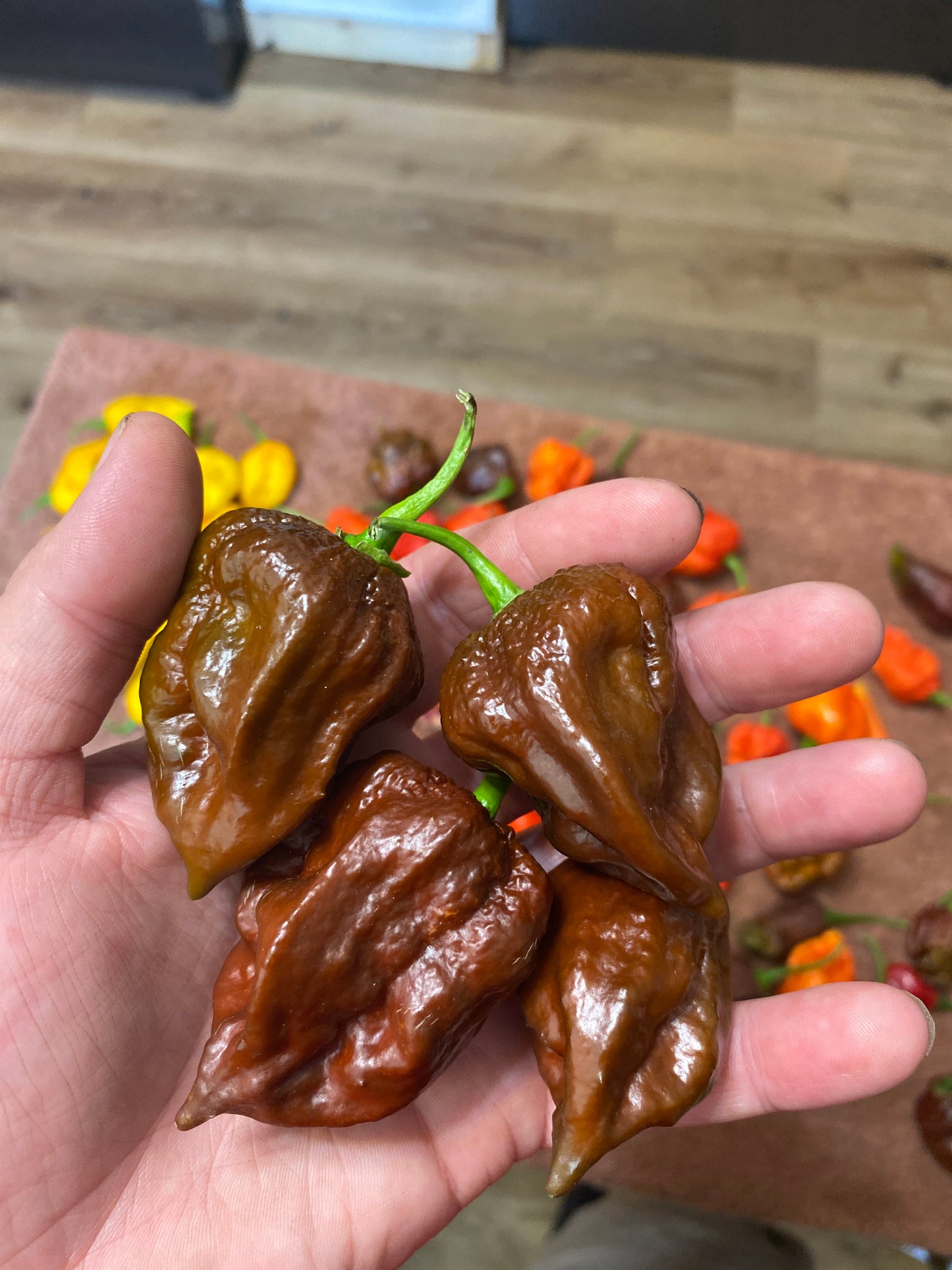 Chocolate 7Pot