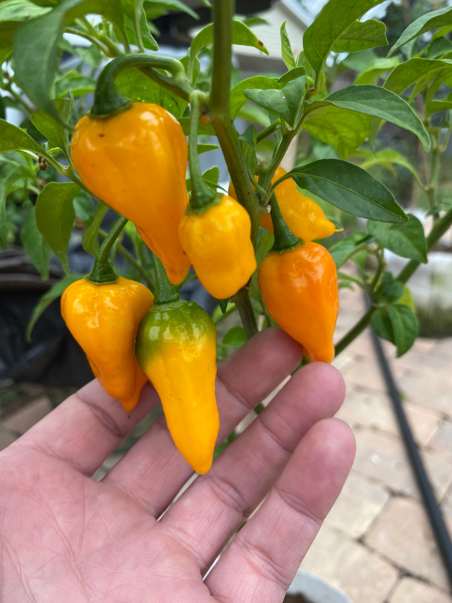 Yellow Komodo dragon