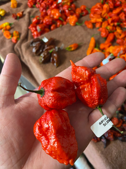 Red Apocalypse Scorpion