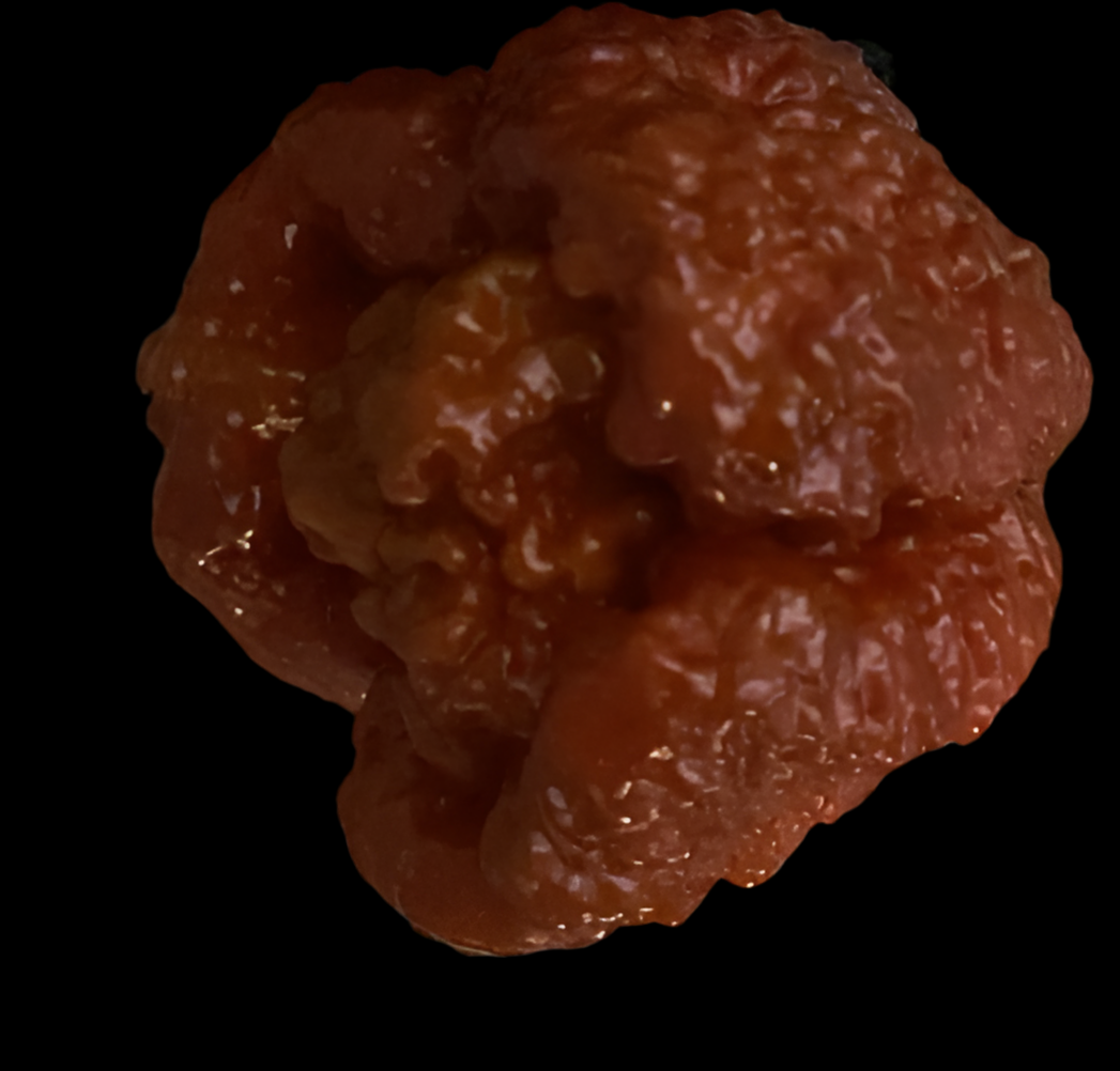 Caramel Primo CB7PY