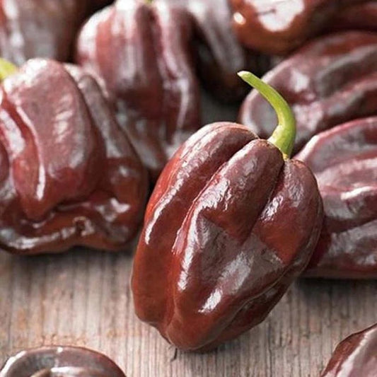 Chocolate habanero