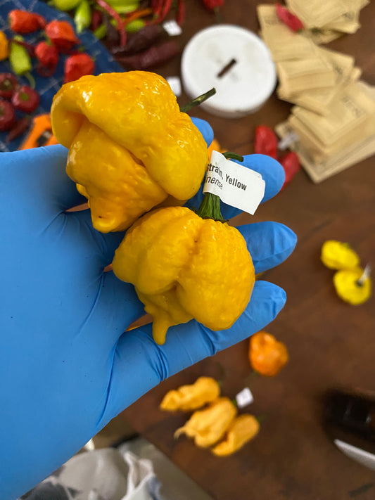 7 Pot Brain Strain Yellow