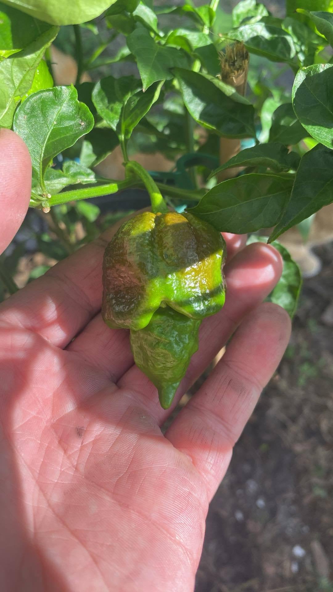 Chocolate Apocalypse Scorpion