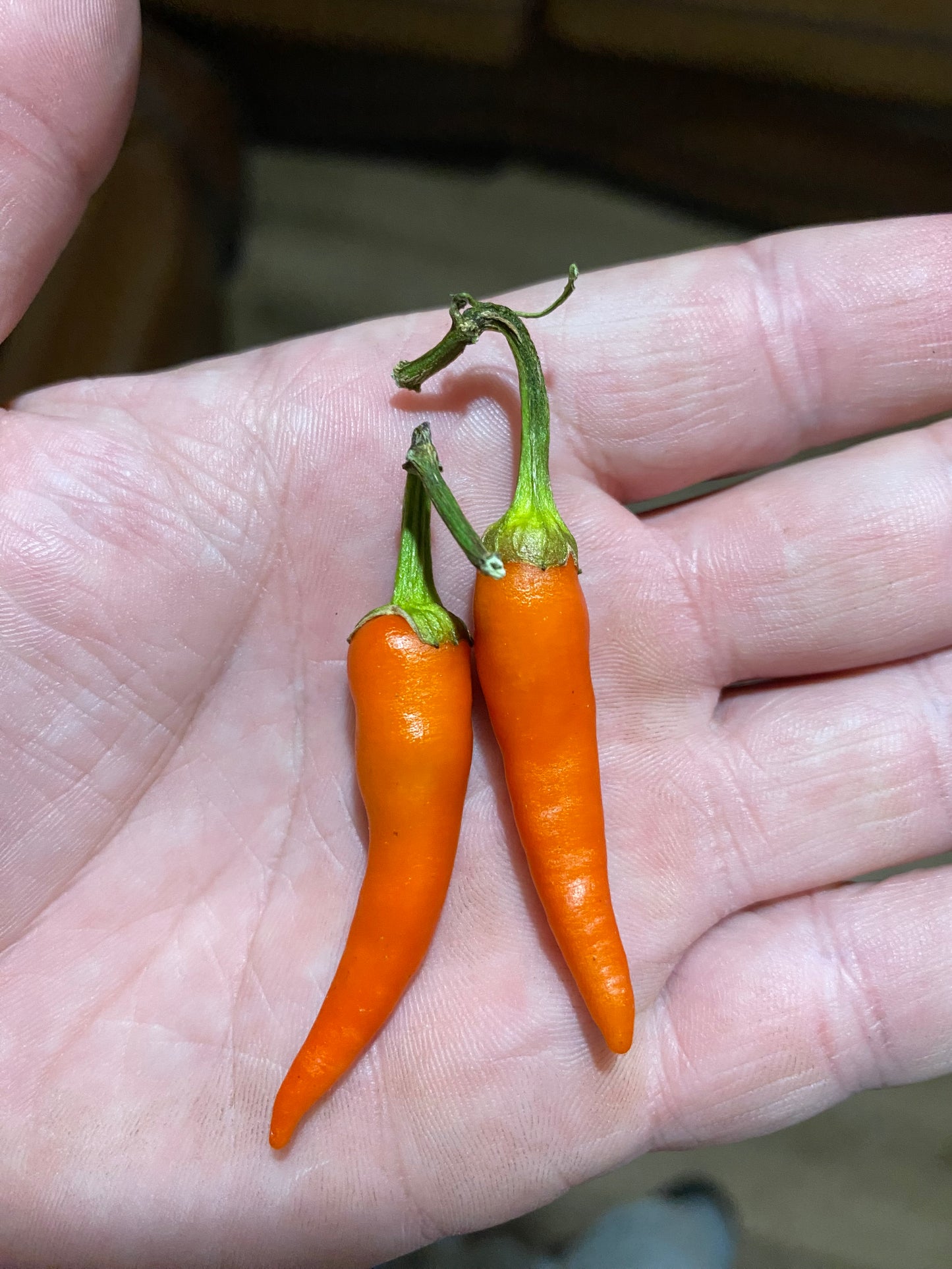 Orange Cayenne