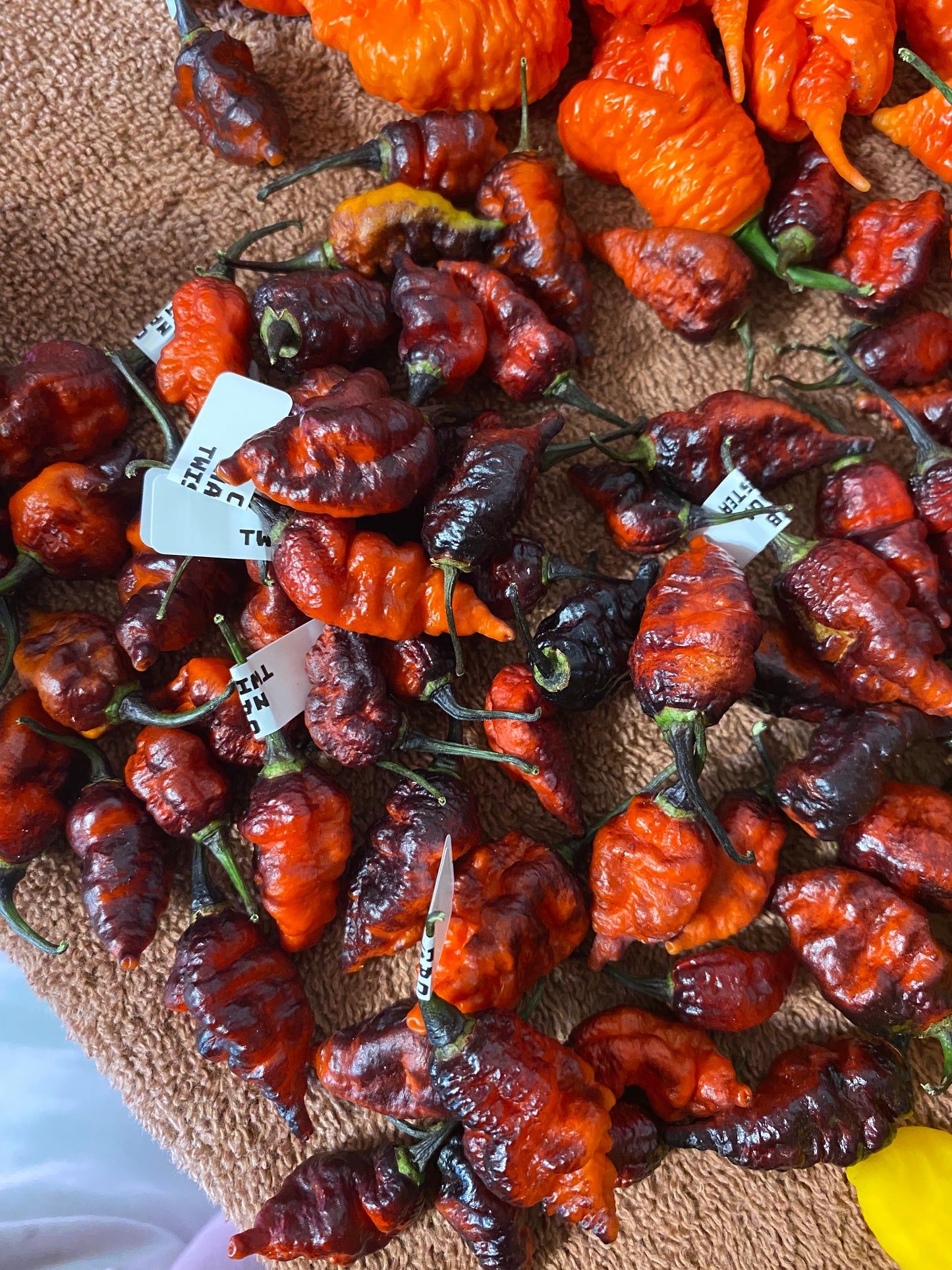 CB Naga Twster Pheno