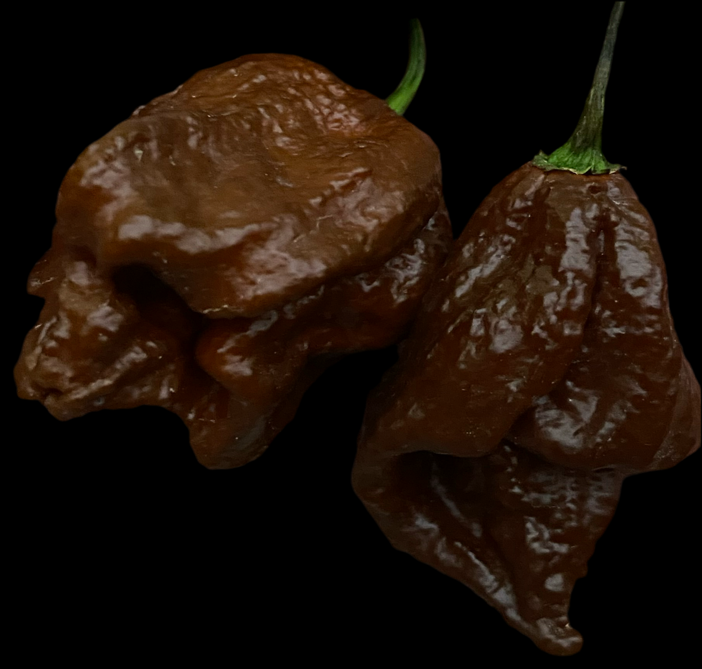 Chocolate Douglah X Red Reaper