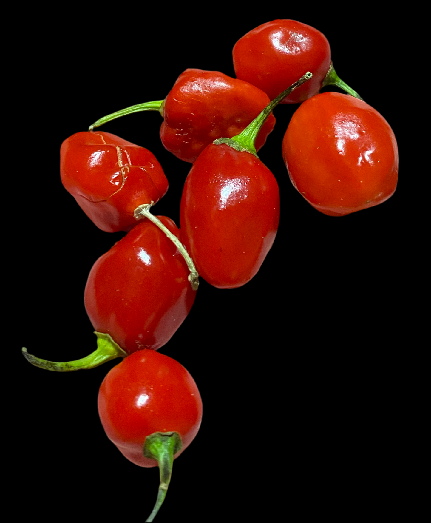 Red Savina