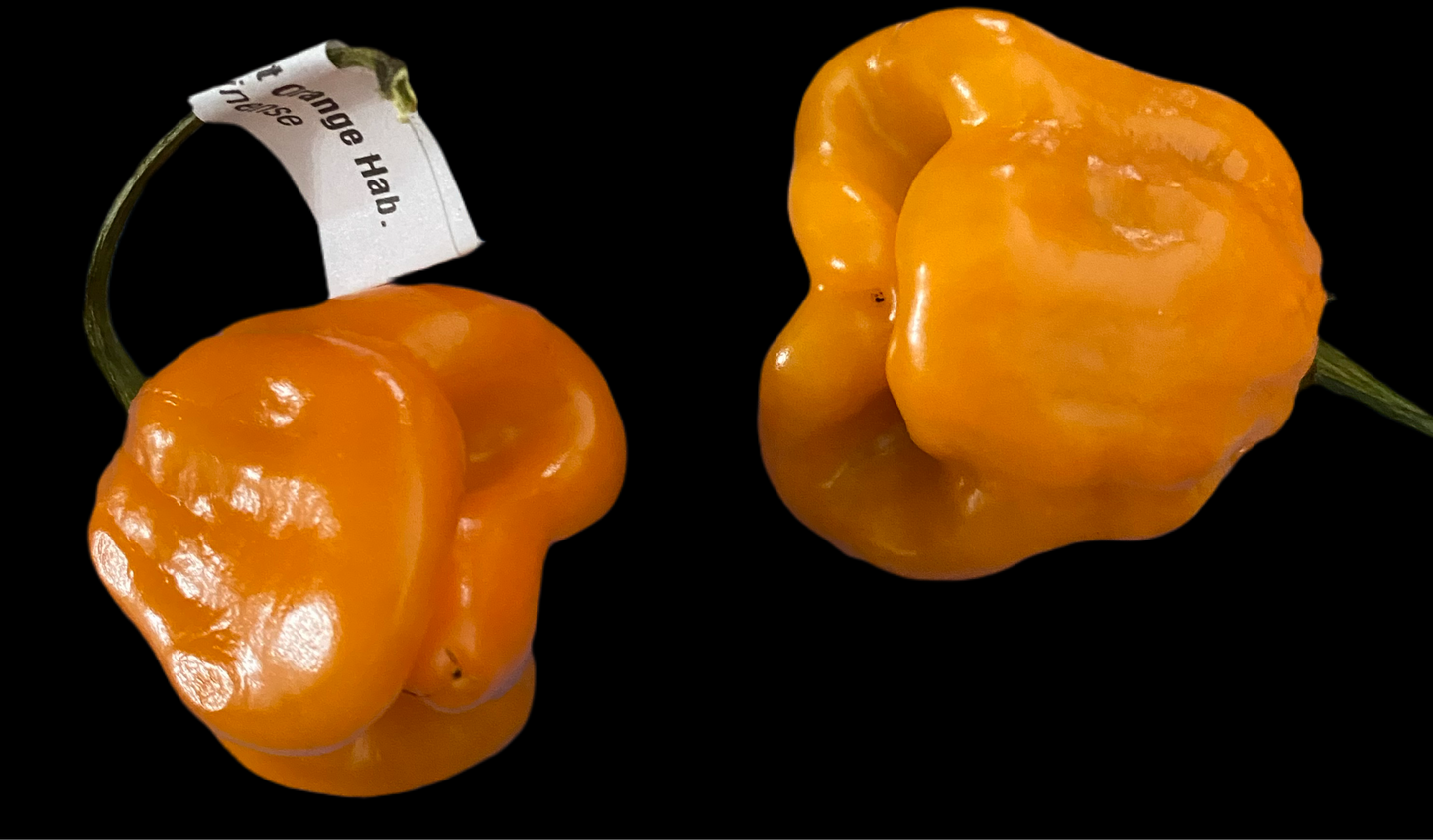 Roger’s Giant Habanero