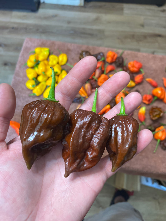 Chocolate 7Pot