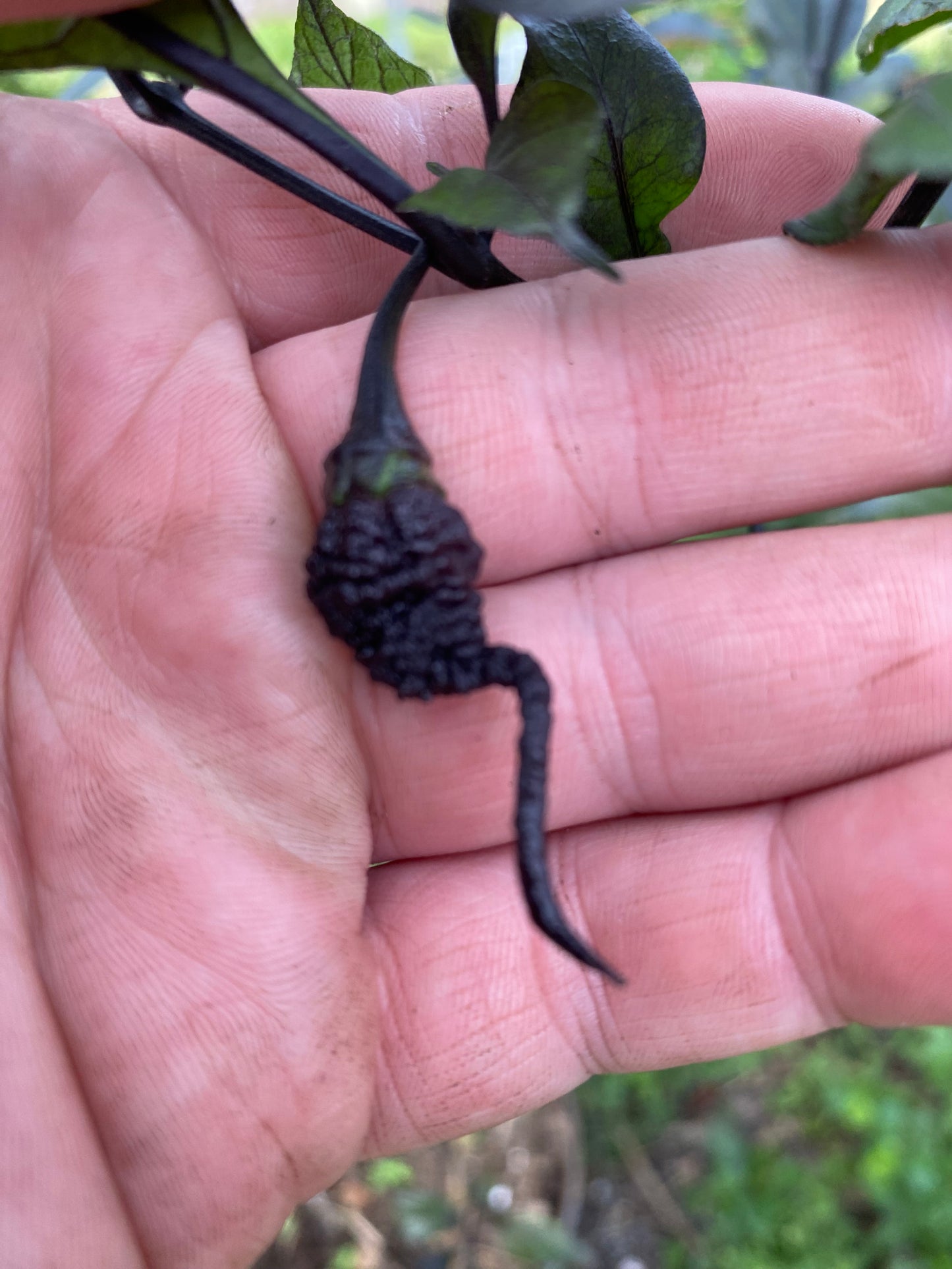 CB Naga Twster Pheno