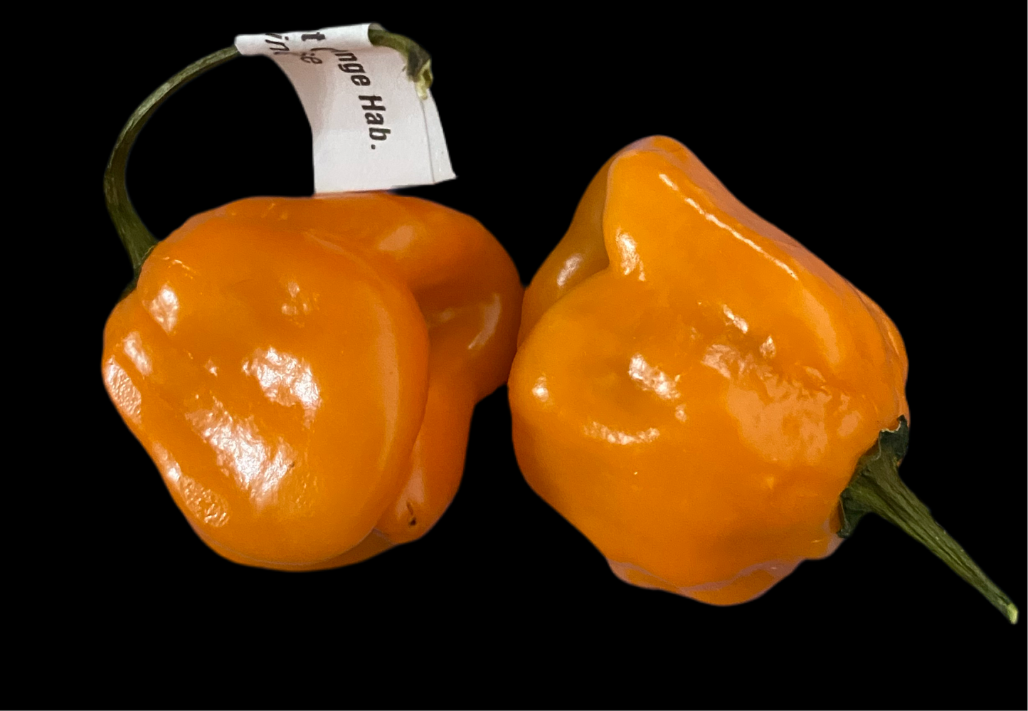 Roger’s Giant Habanero