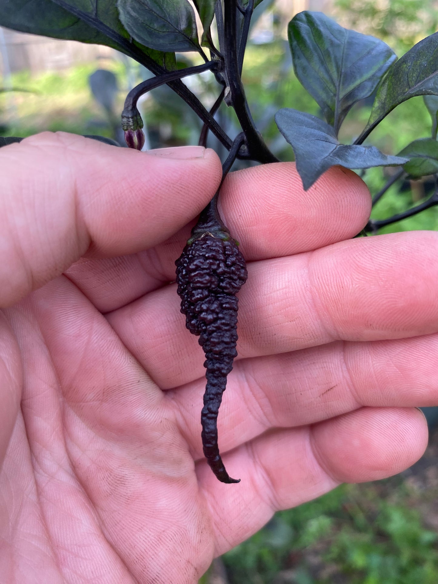 CB Naga Twster Pheno