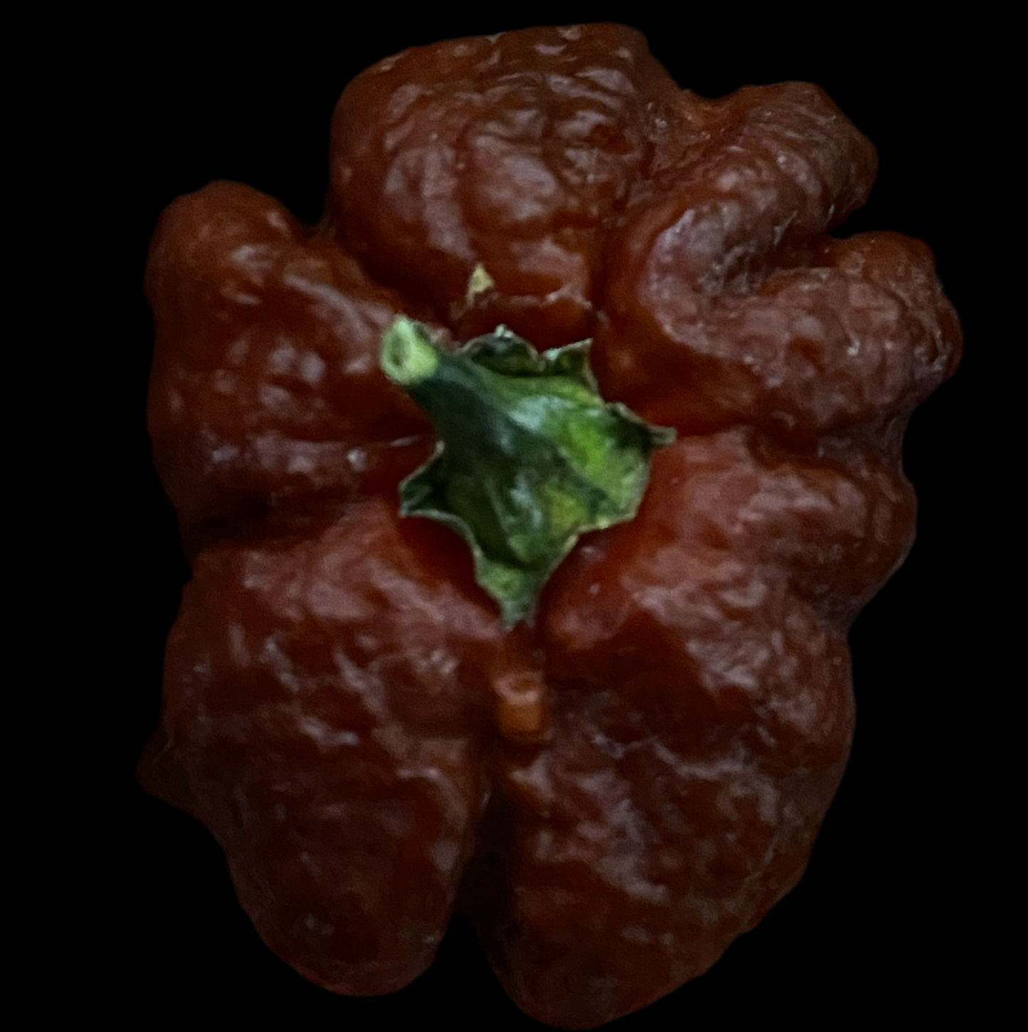 Chocolate Brain Strain