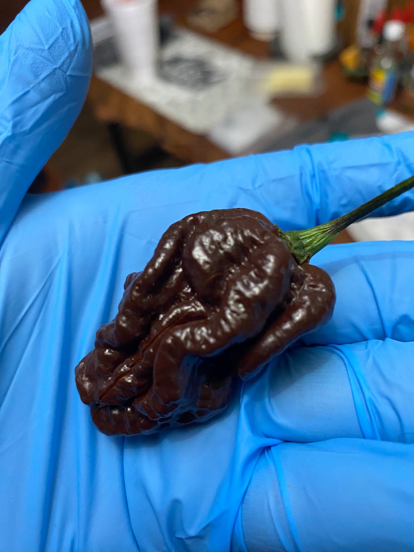 Chocolate skunk
