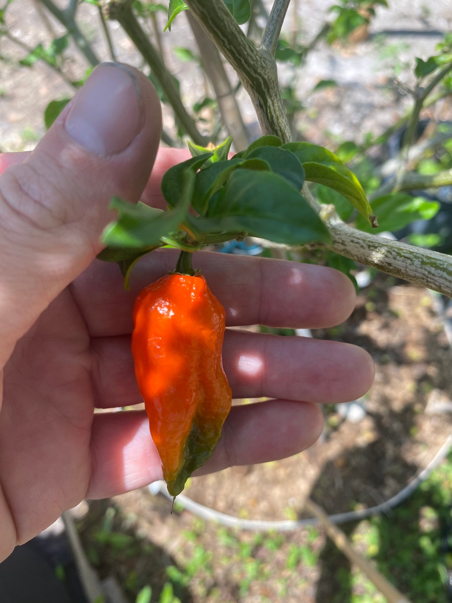 Red Ghost Pepper