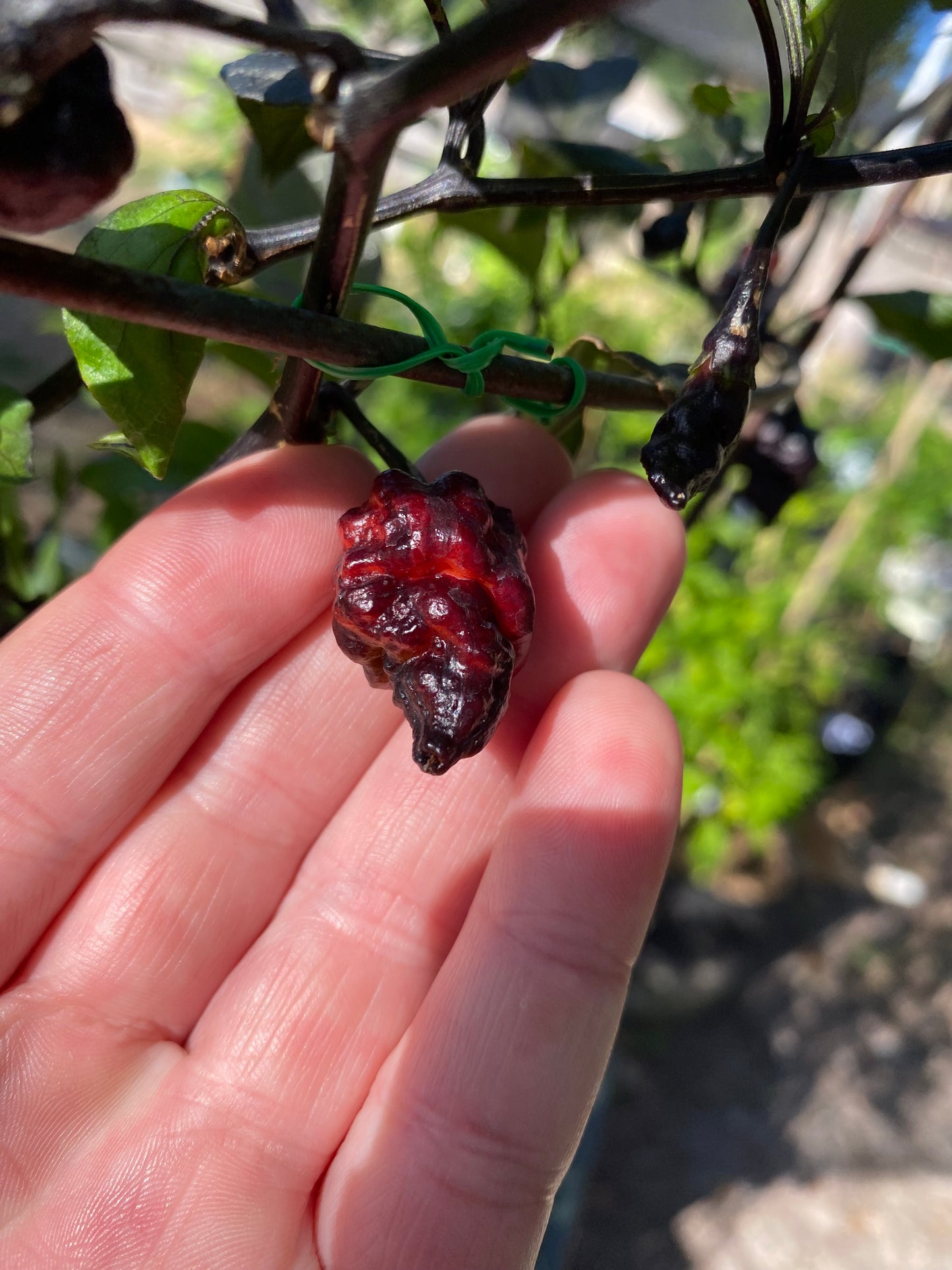 CB Naga Twster Pheno