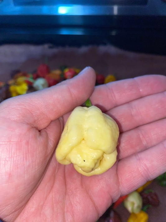 White Moruga Scorpion