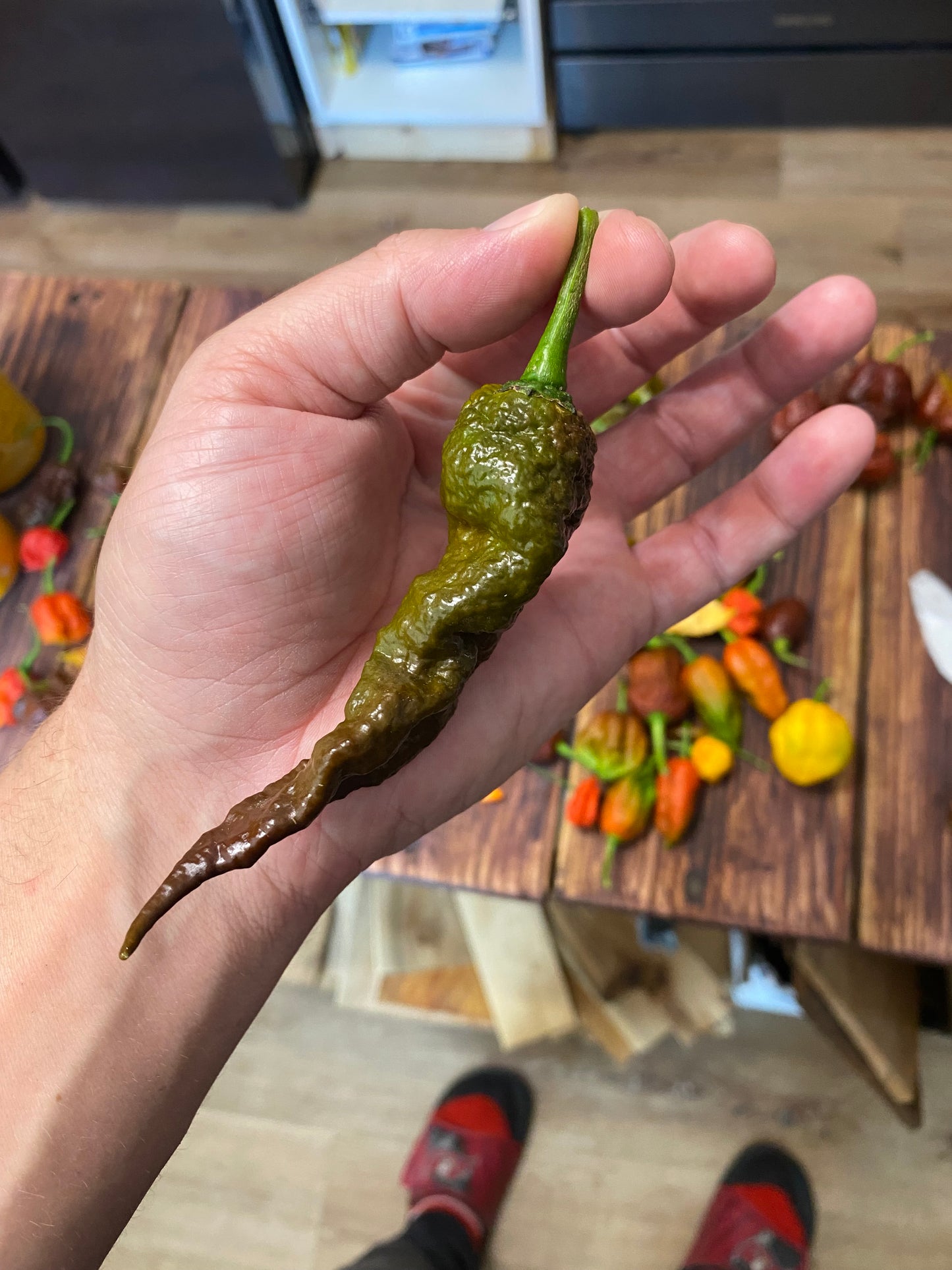 Chocolate Primotalii